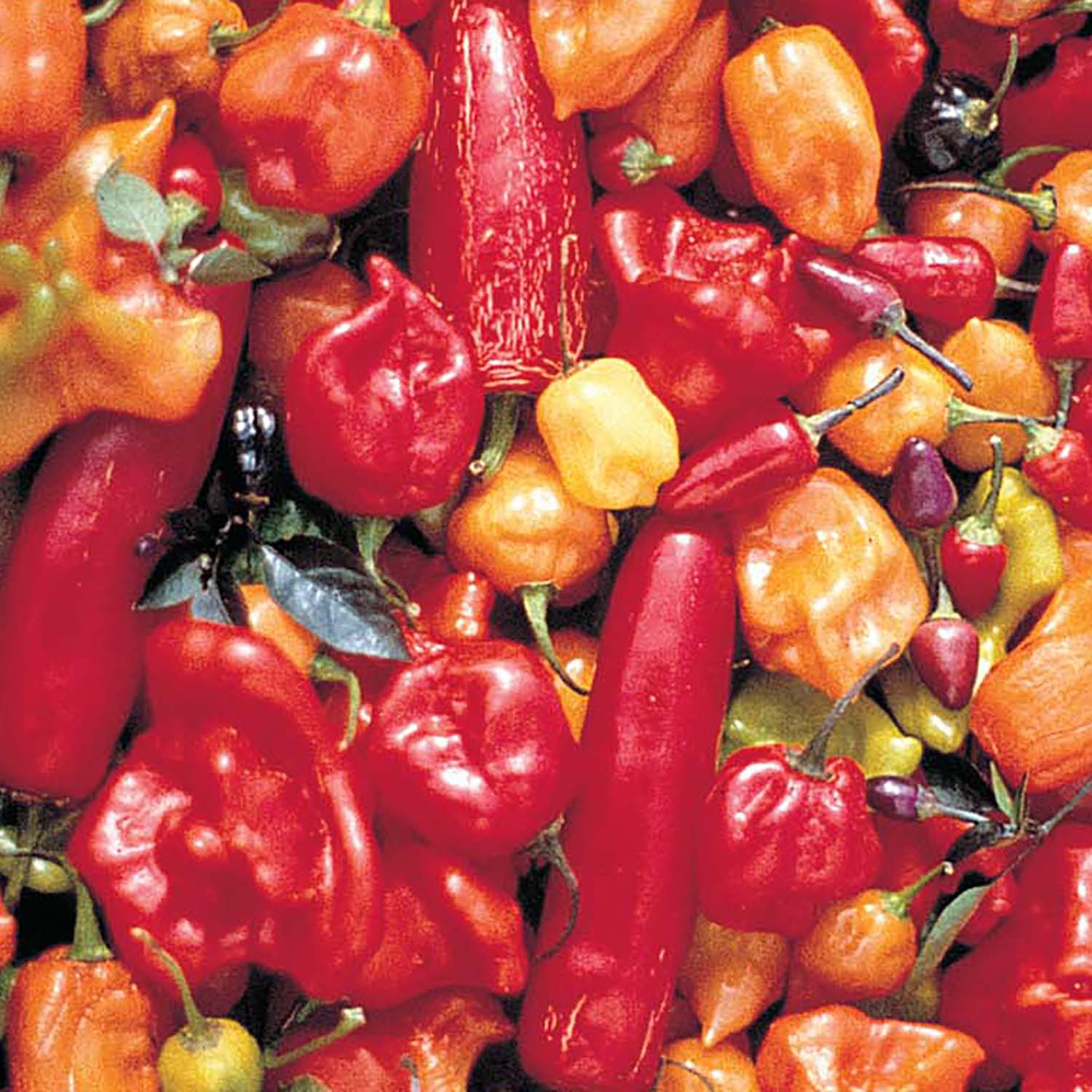 A variety of hot peppers including red, yellow, and multicolored types, filling the entire frame.
